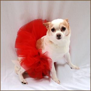 Faina Dog Tutu
