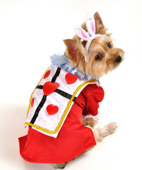 Alice In Wonderland Rabbit Dog Costume