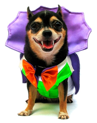 Dracula Dog Halloween Costume