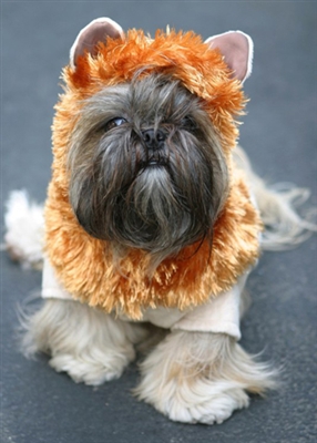 King Of the Jungle Dog Costume