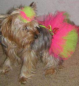 Stella Dog Tutu