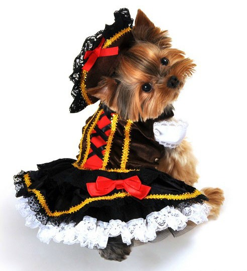 Pirate Wench Girl Halloween Dog Costume
