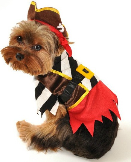 Master Gunner Pirate Halloween Dog Costume