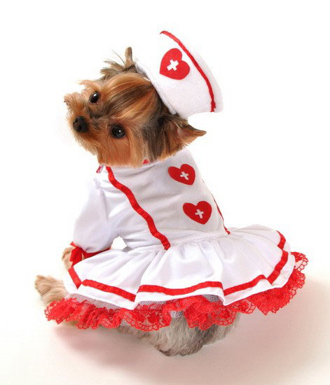 Red and White Nurse Halloween Dog Costume