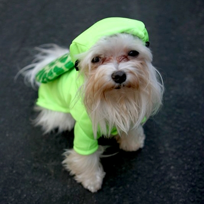 Speedy Turtle Dog Costume