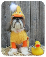 Yellow Duck Dog Costume